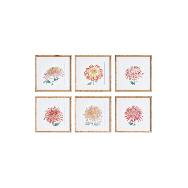 Colorful Chrysanthemum Print