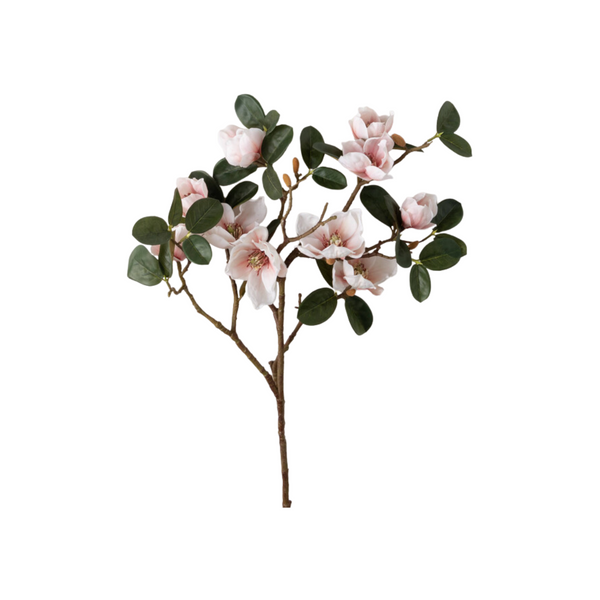 Bicolor Magnolia Stem