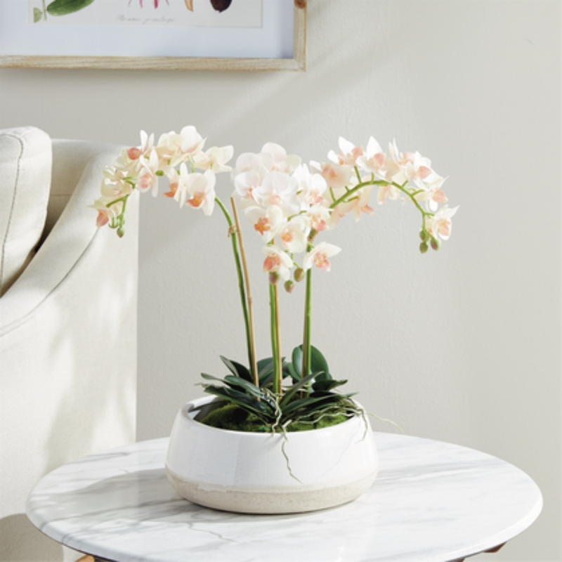 Phalaenopsis 16" Mini Garden Drop In