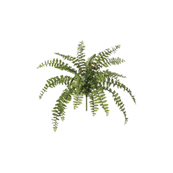 Boston Fern Bush