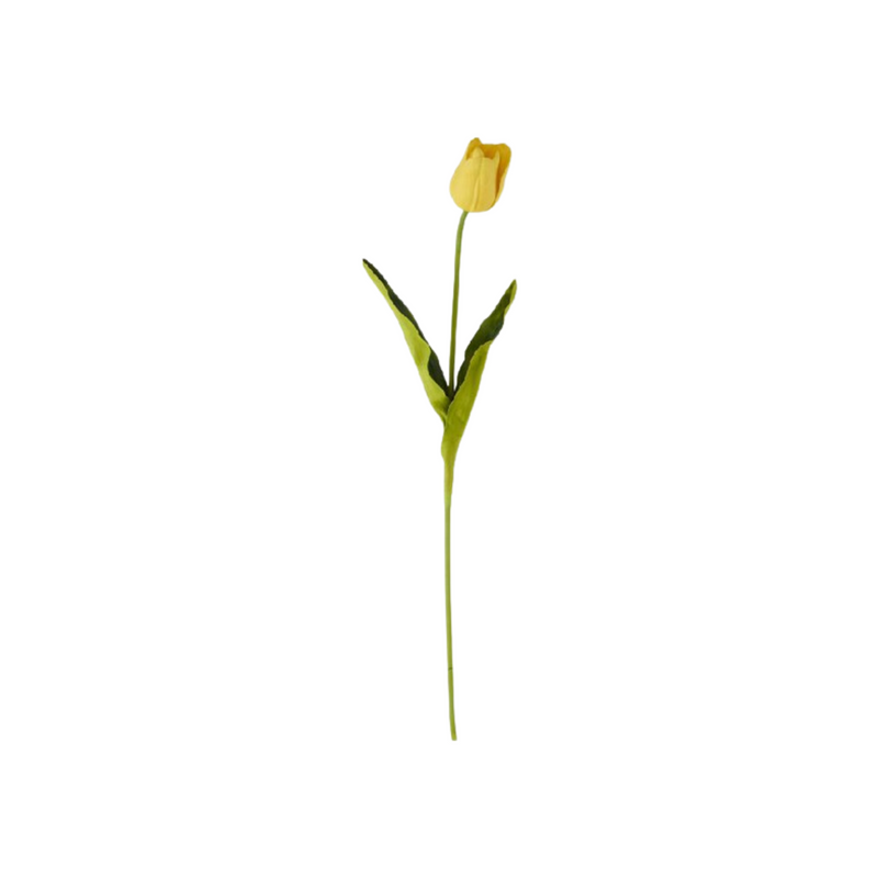 Yellow Tulip