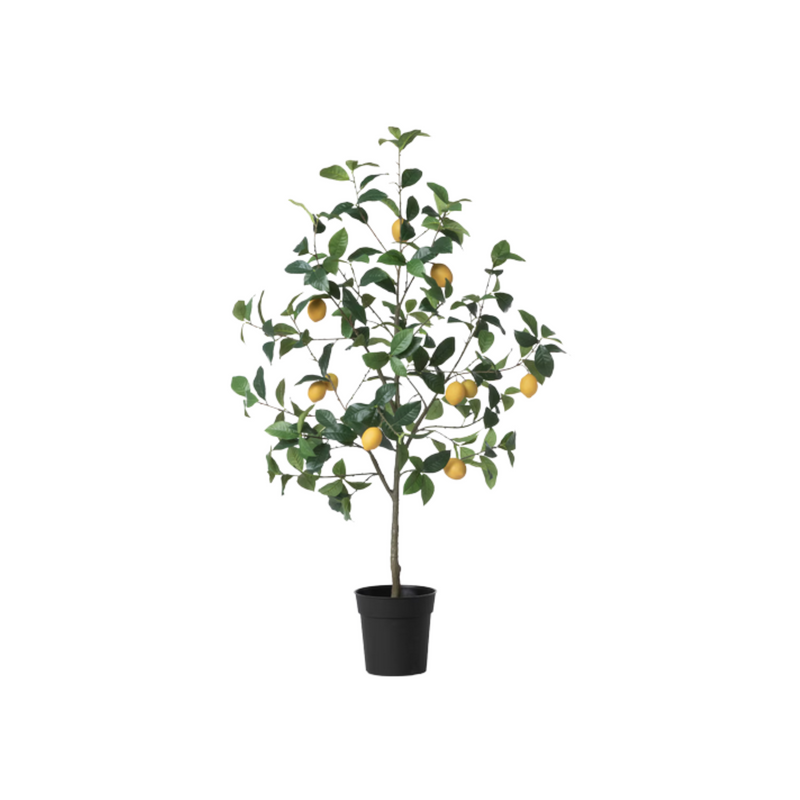 Lemon Tree