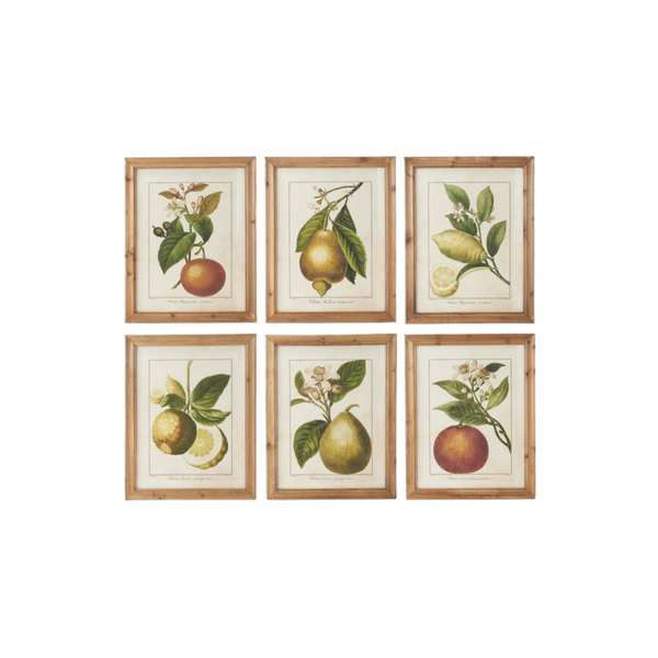 Botanical Fruit Prints