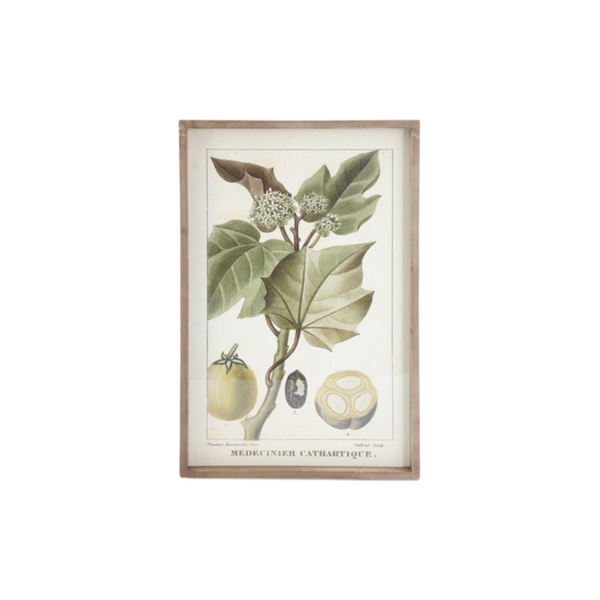 French Fig Tree