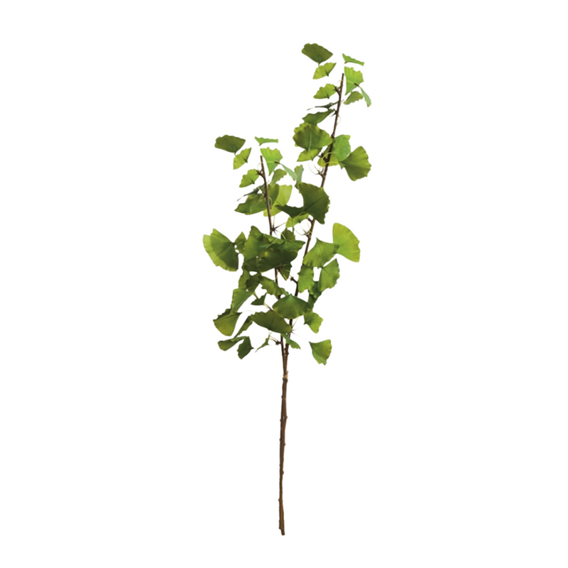 Ginkgo Branch