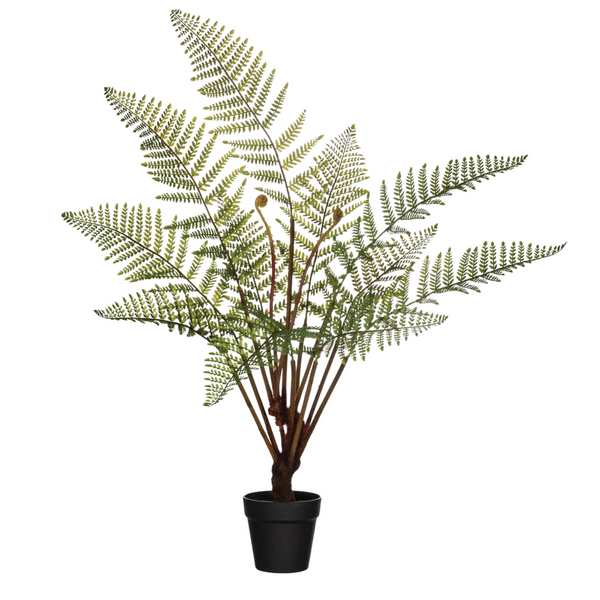 Potted Fern Plant