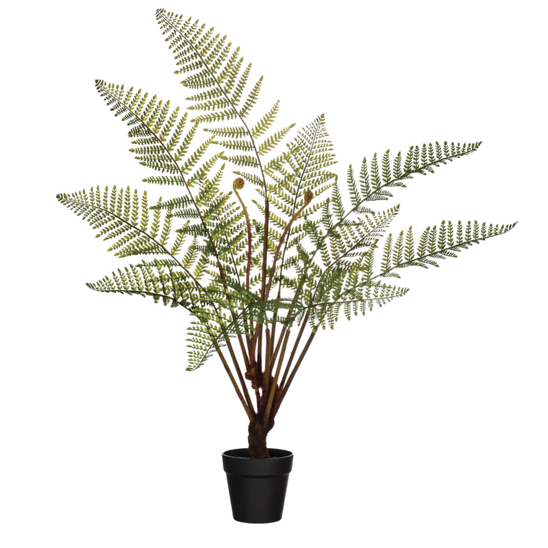 potted fern plants Potted Fern Plant